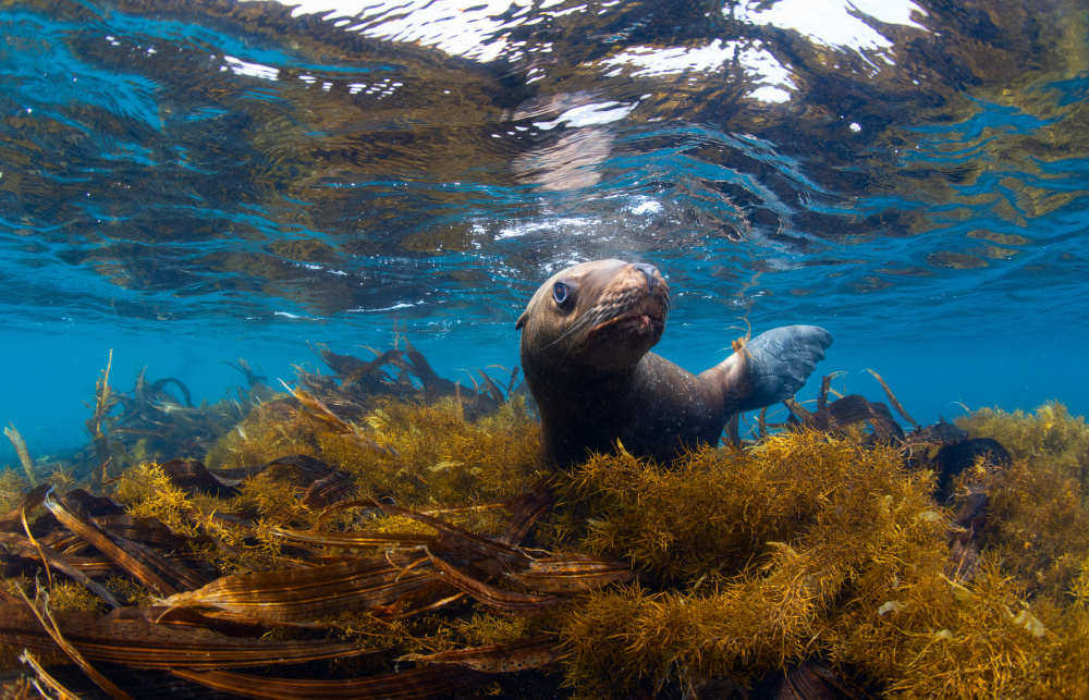 Visiting Sea Lions von Andrey Narchuk