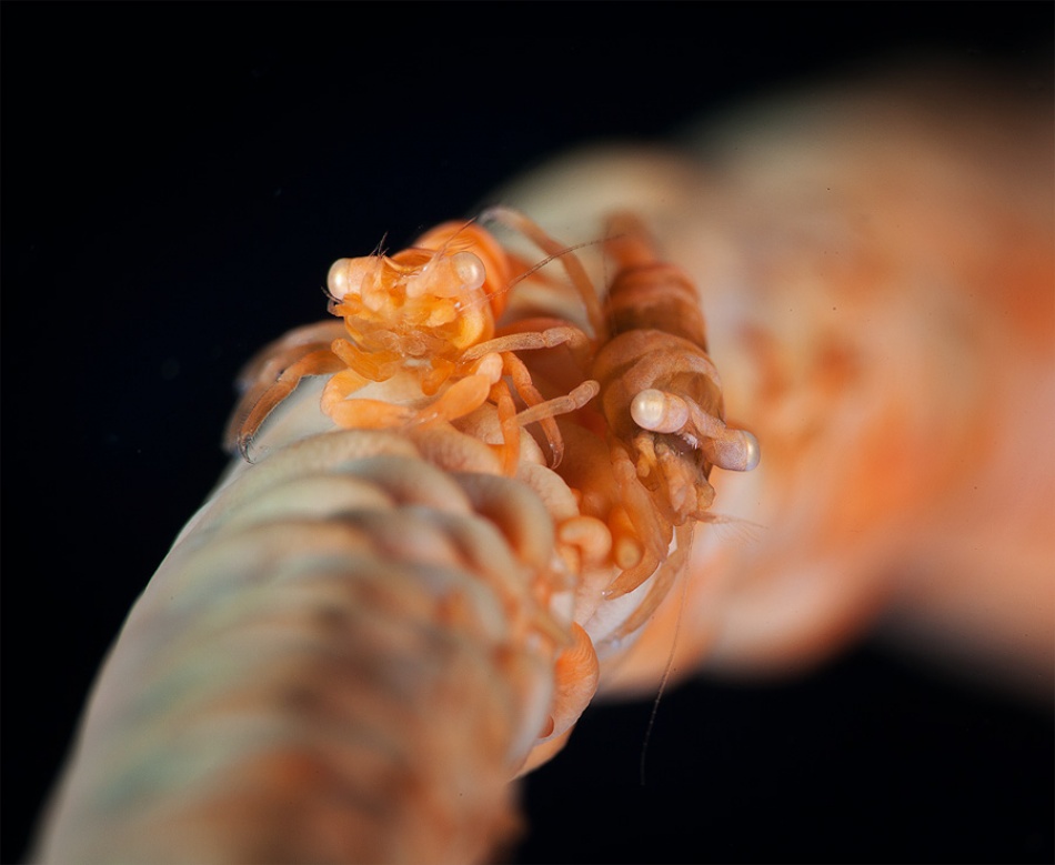 Twins von Andrey Narchuk