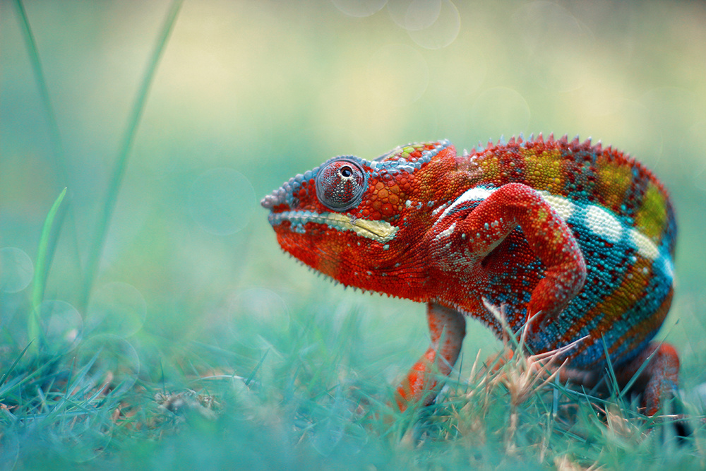 Chameleon Phanter von Andri Priyadi