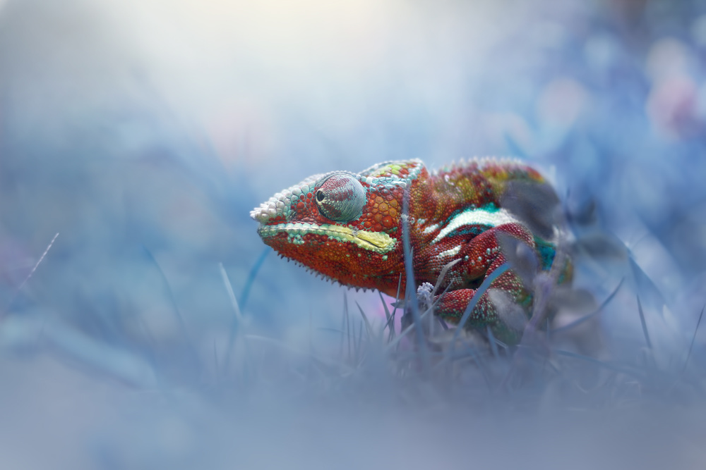 Chameleon Phanter von Andri Priyadi