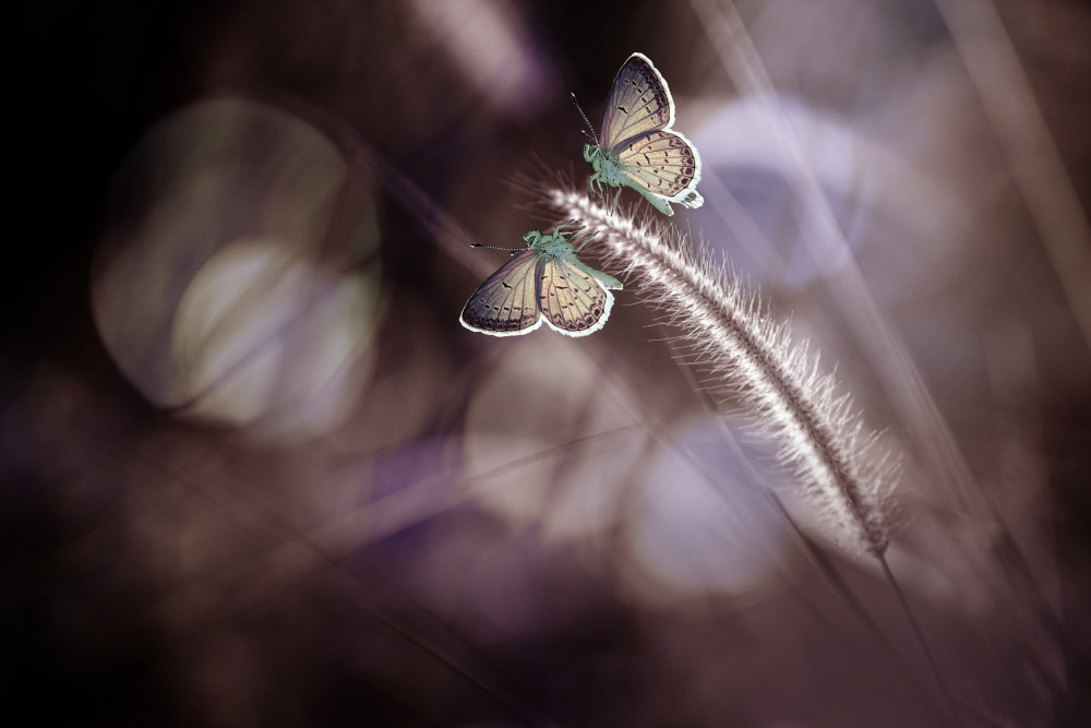 A Pair of Butterflies von Andri Priyadi