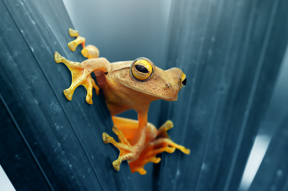Frog - The Gold von Andri Priyadi