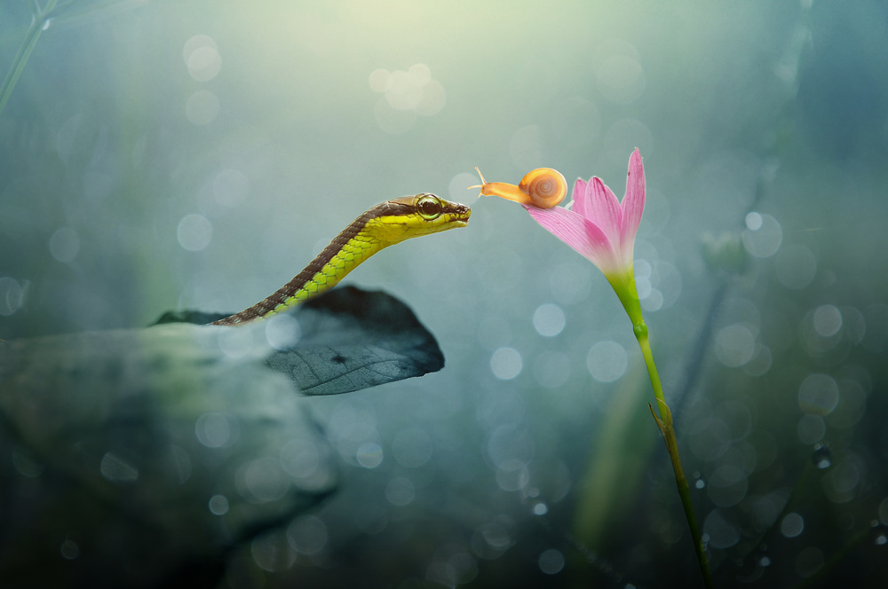 Venom With Love von Andri Priyadi