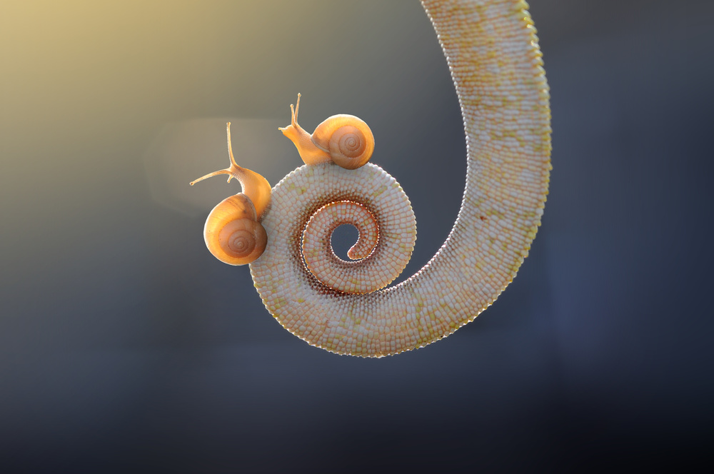 Snail - With You von Andri Priyadi