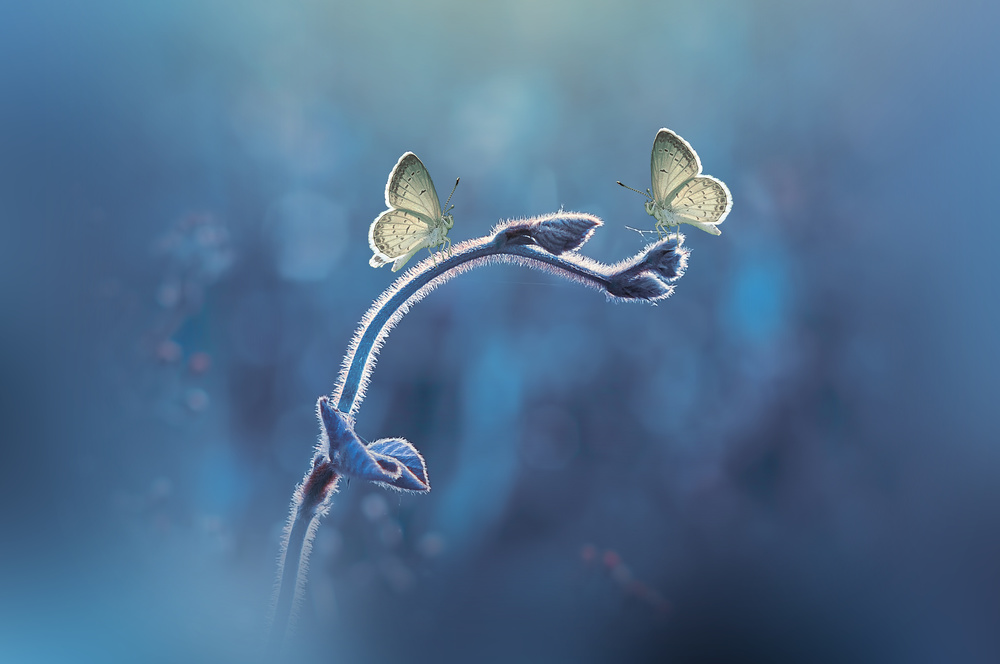 Two Butterflies meet each other von Andri Priyadi