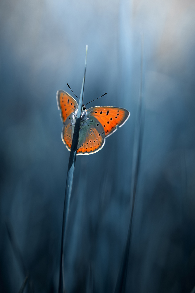 shy butterfly von Andrii Kazun