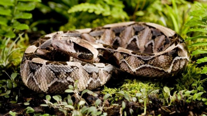 Bitis gabonica rinoceros - Gabunviper von Andy Hunger