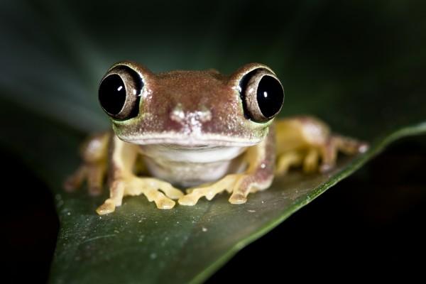 Lemurenlaubfrosch - Phyllomedusa lemur 2 von Andy Hunger