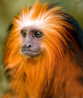 Löwenäffchen 2 von Andy Hunger