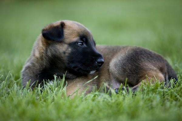 Malinois-Welpen 4 von Andy Hunger