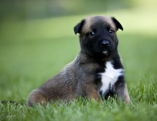Malinois-Welpen von Andy Hunger