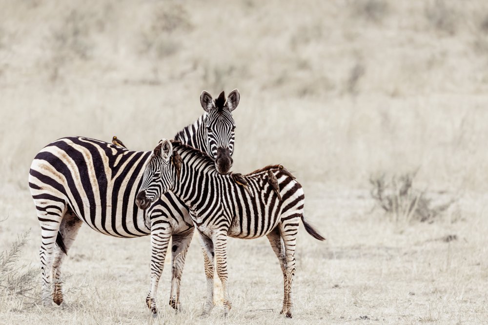 Motherhood von Ane Visagie