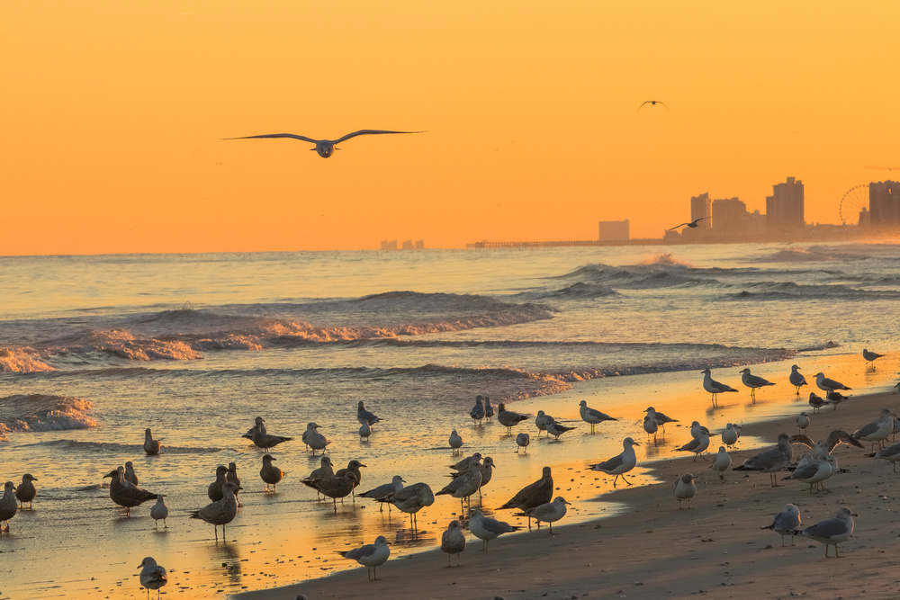 orange von Aneta Mikulska