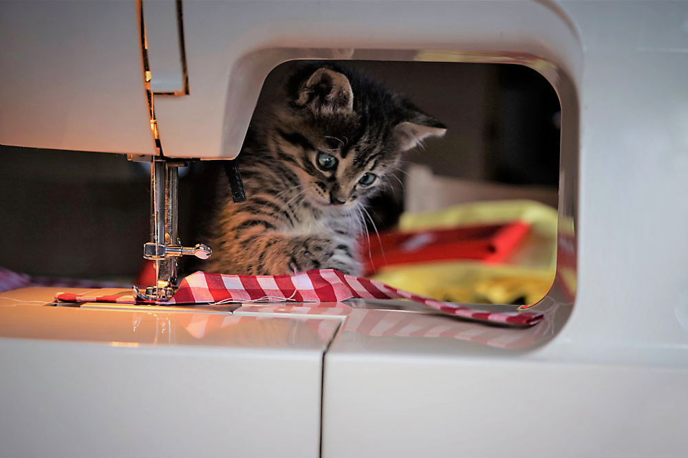 Francisco the tailor von Aneta Nikolova