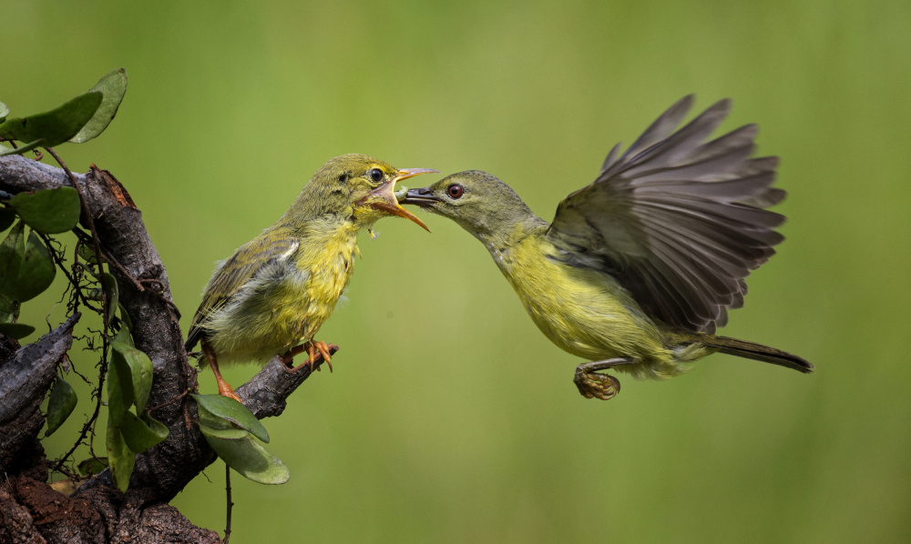 Breakfast von Angela Muliani Hartojo