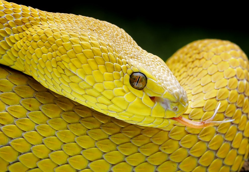 Yellow Viper von Angela Muliani Hartojo