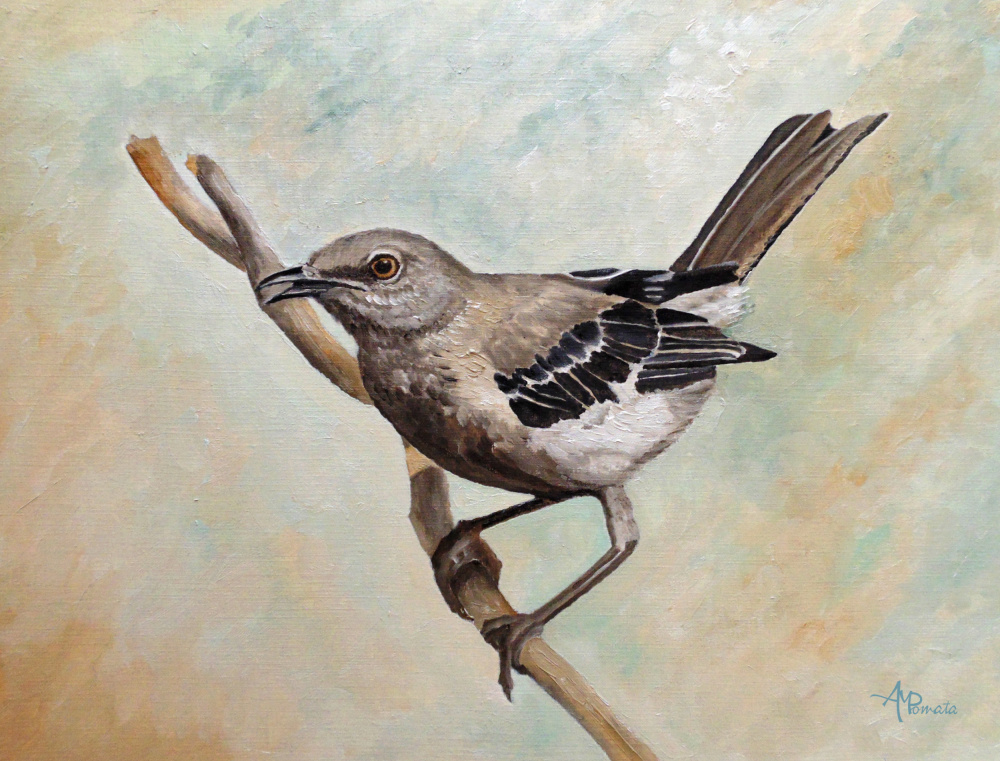 Sharp Eyed Mockingbird von Angeles M. Pomata