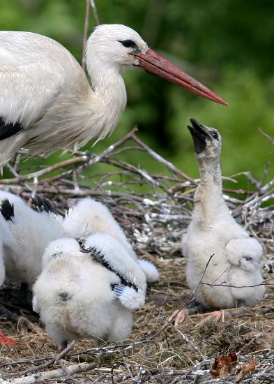 Jungstörche in Hamburg von Angelika Warmuth