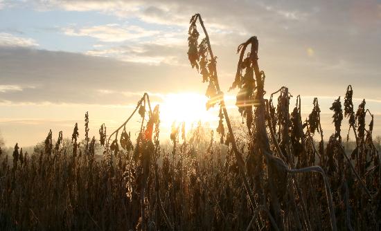 Morgenstimmung von Angelika Warmuth