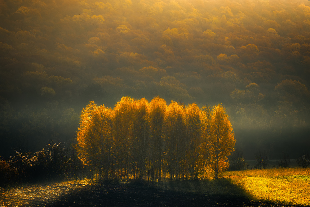Morning Light von Anghel Rusu