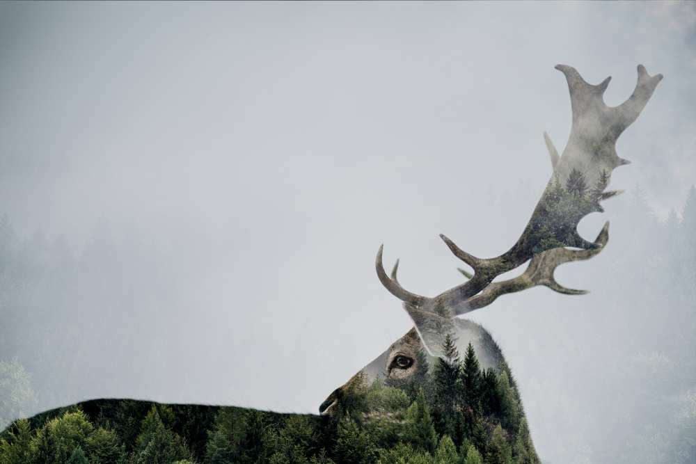 Antler Double-exposed von Angyalosi Bea