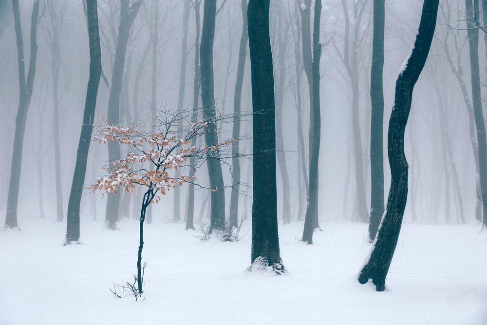 Mist von Angyalosi Beáta