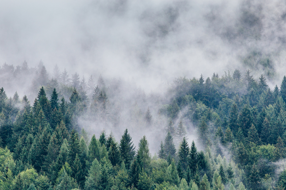 Petrichor von Angyalosi Beáta