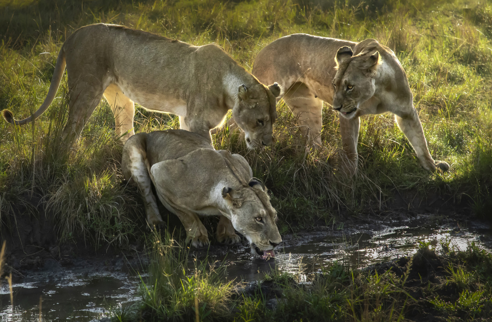 Quenching von Anita Singh