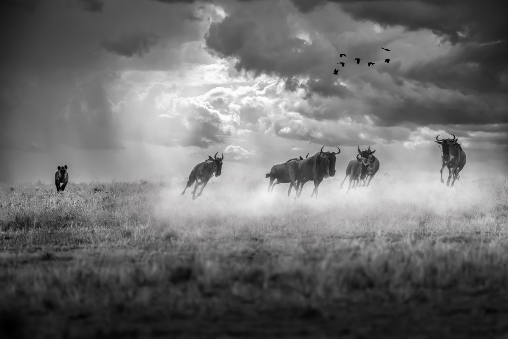 The chase von Anita Singh