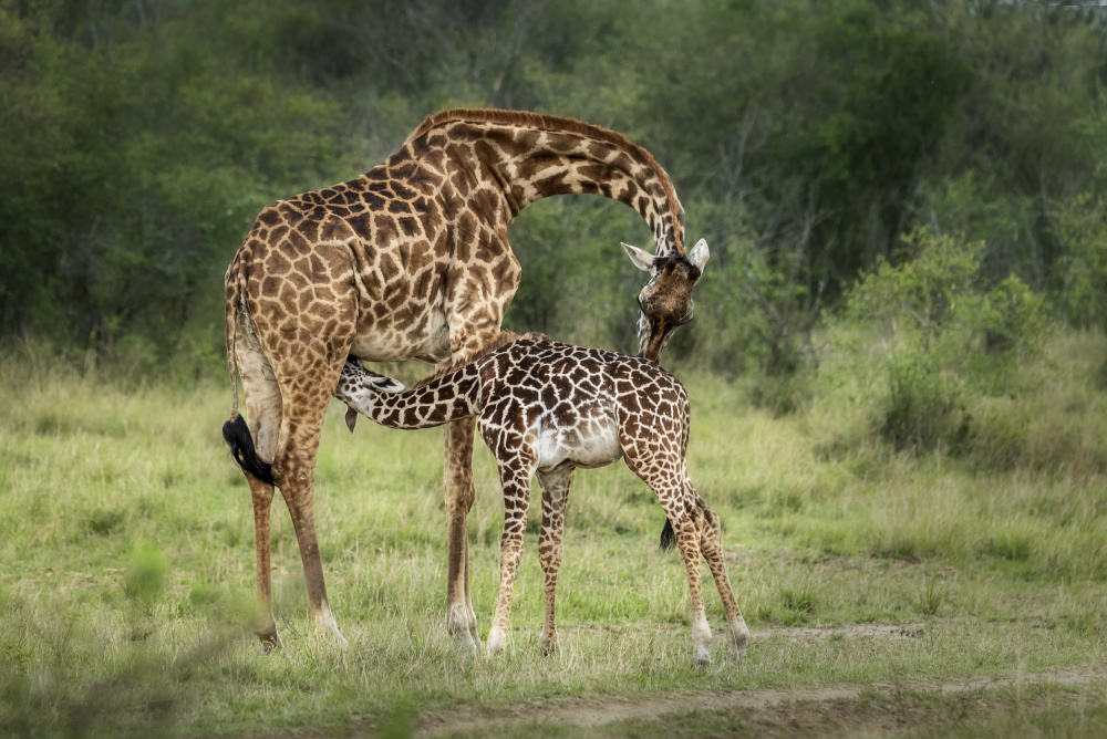 Feeding time von Anita Singh