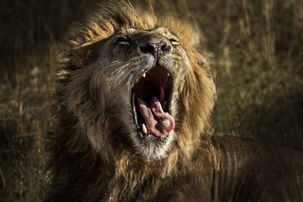 Yawn von Anita Singh