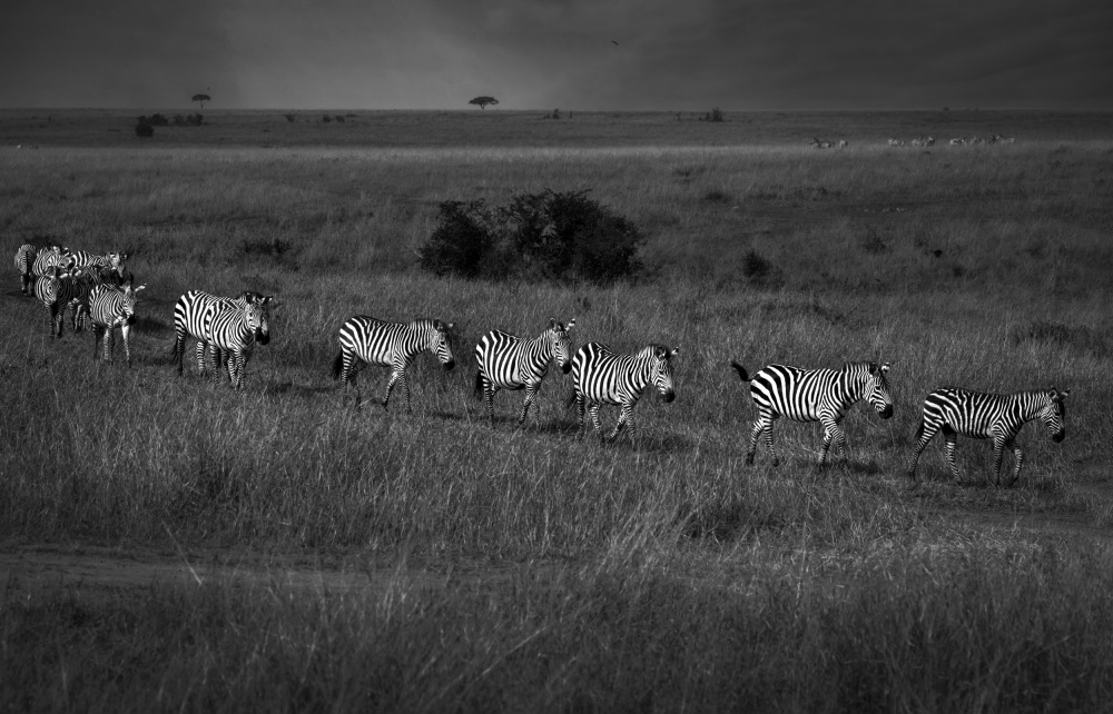 March past von Anita Singh