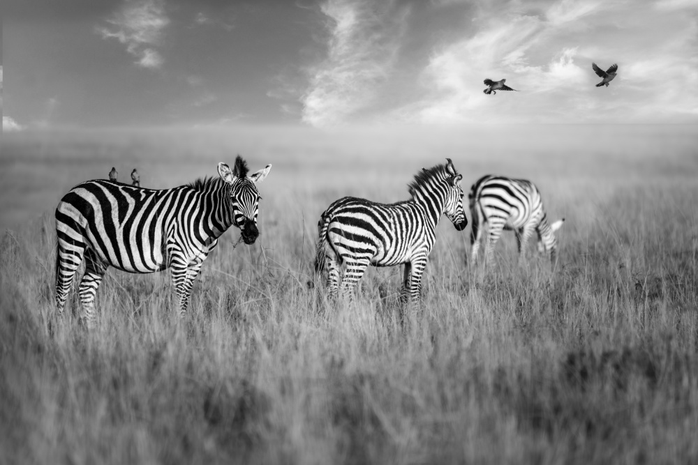 Morning grazing von Anita Singh