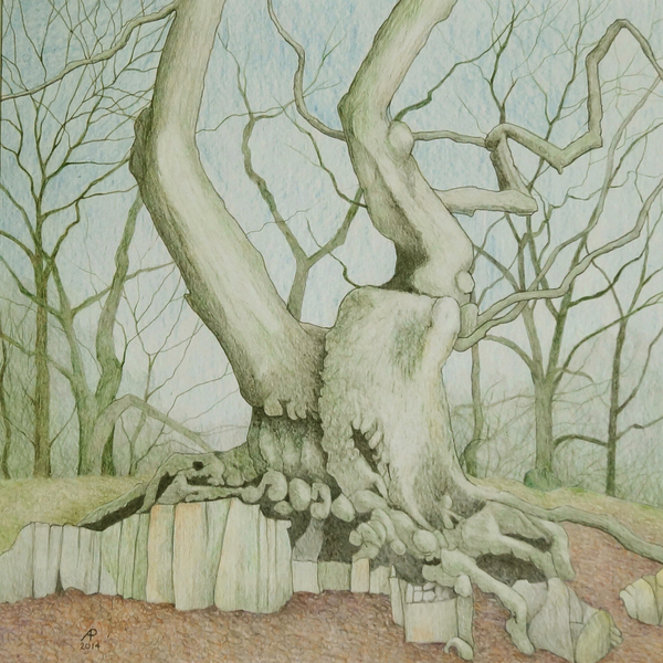 Swithland Oak von Ann  Brain