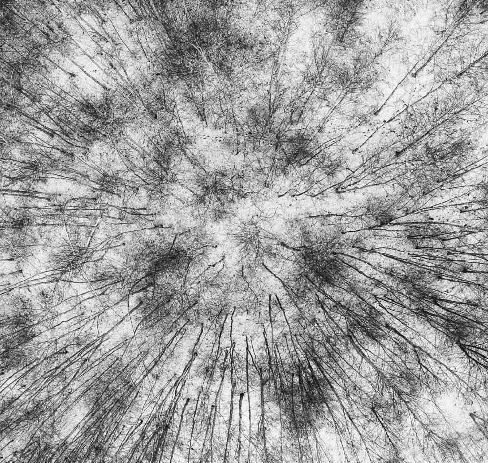 Forest perspective von Anna &amp Maciej Wojtas