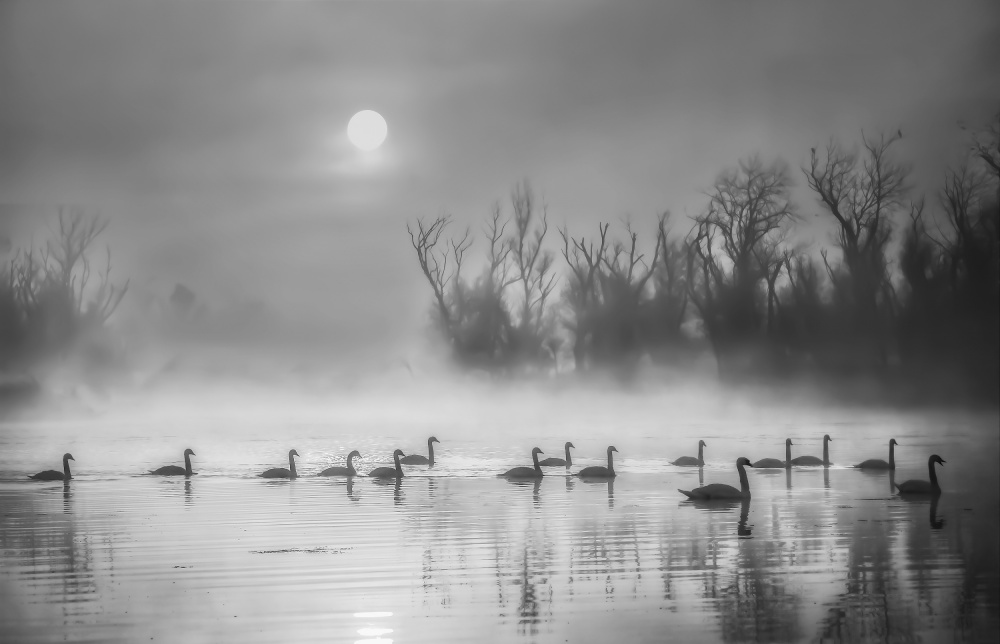 Sun Rising Over Swan Lake von ANNA AN