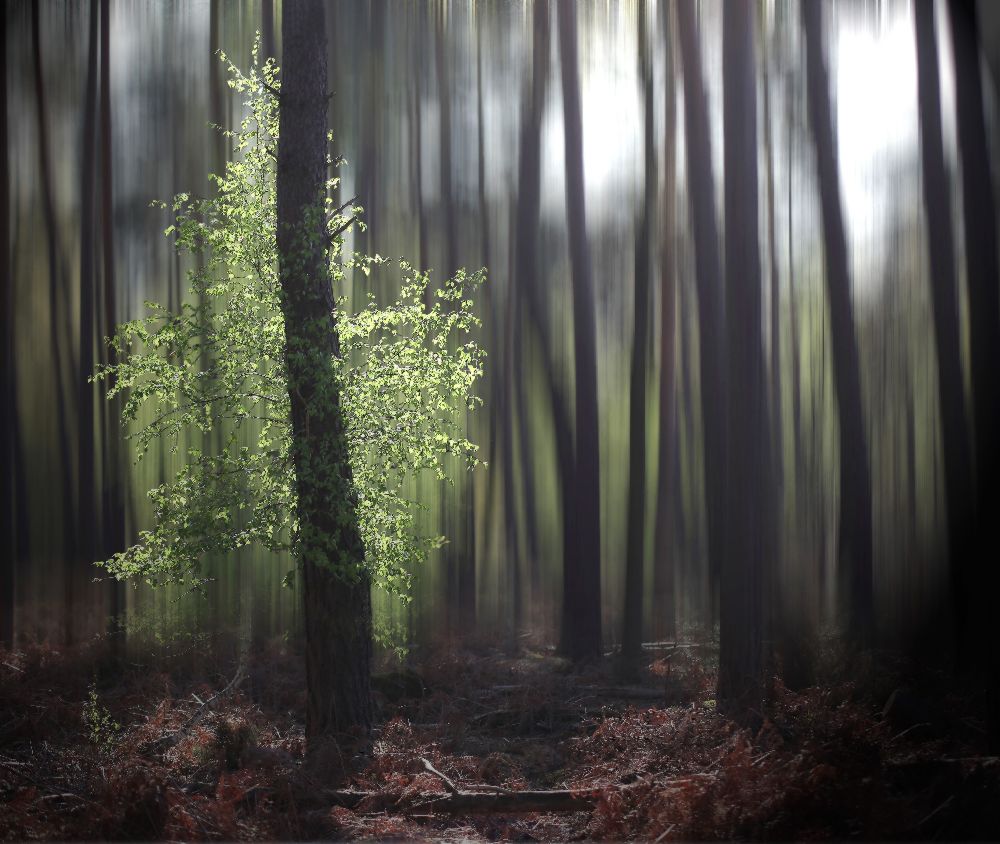 Ohne Titel von Anna Cseresnjes