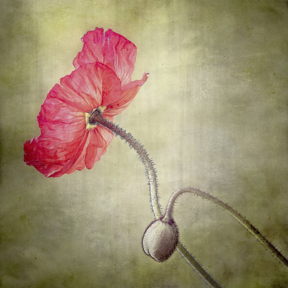 coquelicot von Anna Cseresnjes
