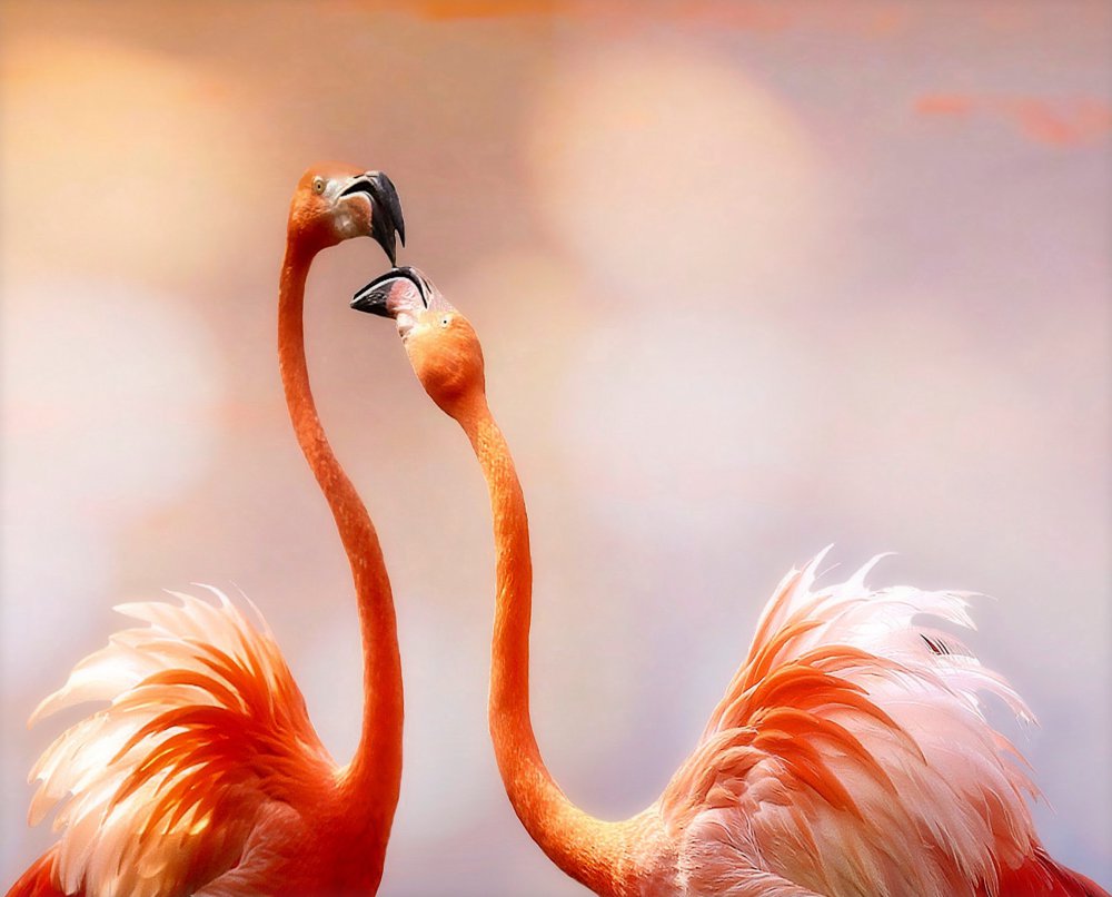 the kiss von Anna Cseresnjes