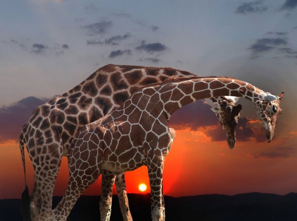 couple of girafe von Anna Cseresnjes