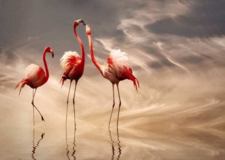 fighting ... von Anna Cseresnjes