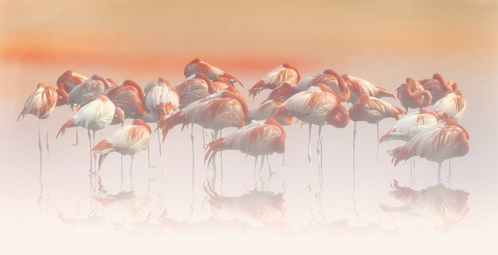 la sieste von Anna Cseresnjes