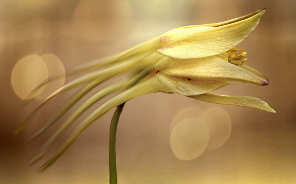 untitledl von Anna Cseresnjes