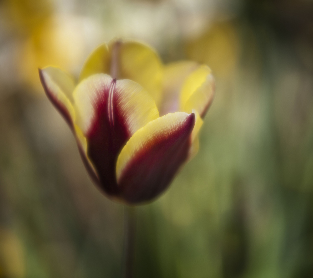 untitledl von Anna Cseresnjes