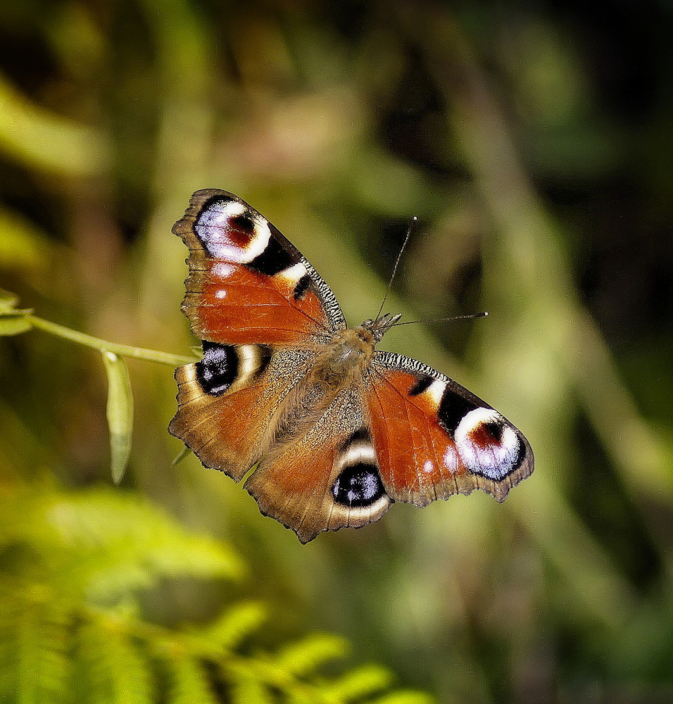 untitledl von Anna Cseresnjes