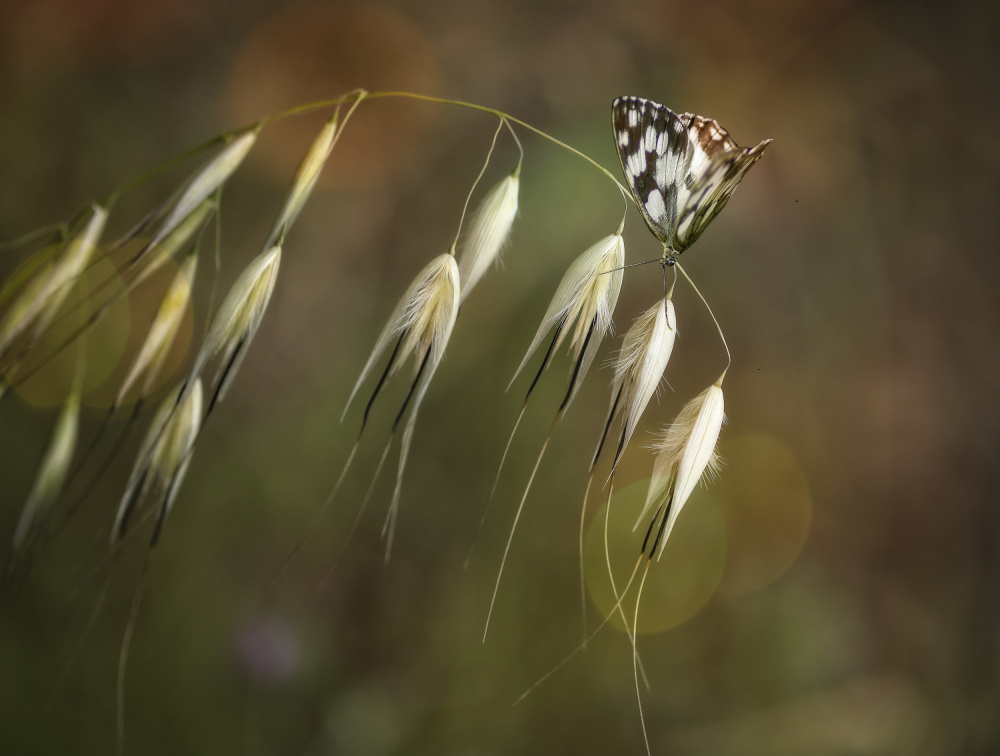 untitledl von Anna Cseresnjes