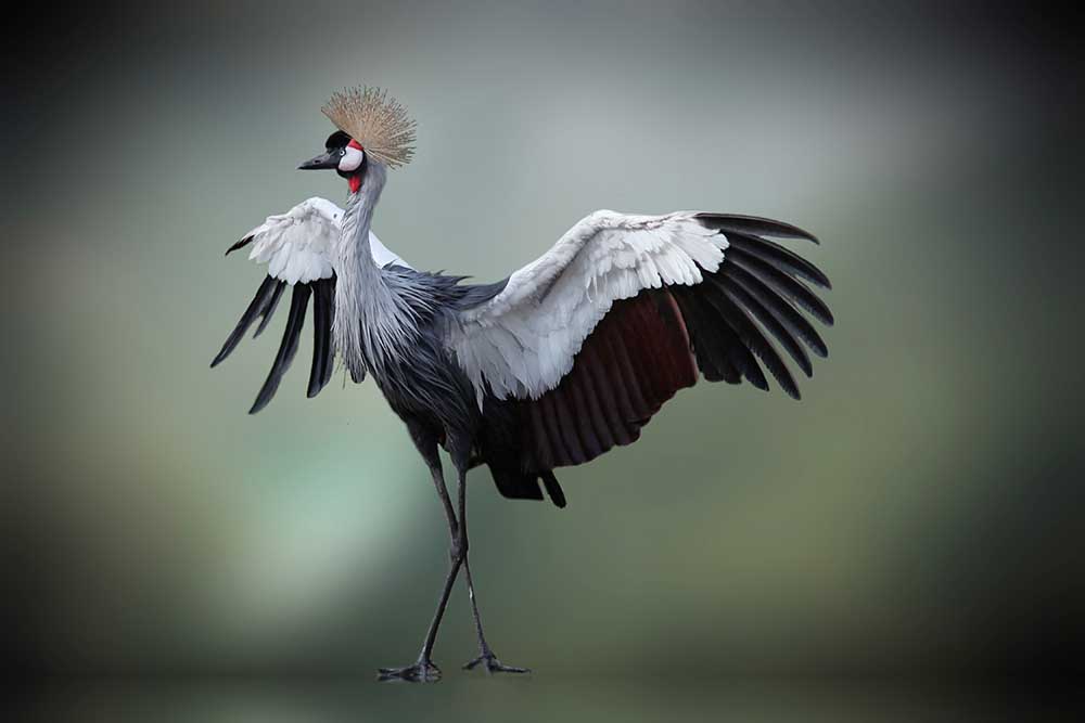 Topmodel im Fotostudio .... von Anna Cseresnjes