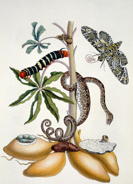 Maniok von Maria Sibylla Merian