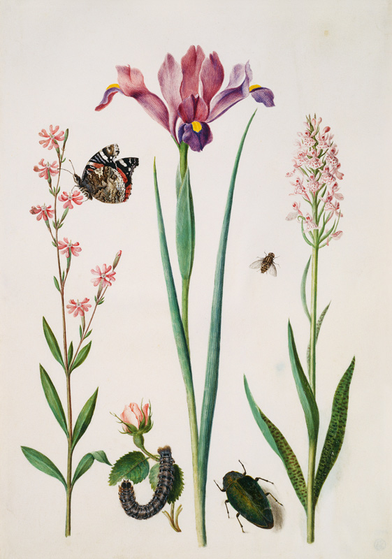 Pechnelke mit Admiral, kleine Rose mit Raupe, Iris, Knabenkraut, Schwebfliege und ein Prachtkäfer von Maria Sibylla Merian
