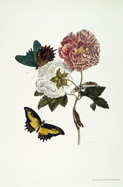 Hibiskusblüten und Schwalbenschwanz von Maria Sibylla Merian
